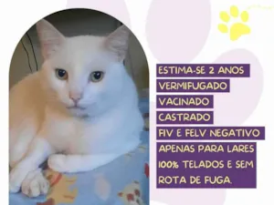 Gato raça SRD-ViraLata idade 2 anos nome Gabriel 