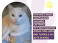 Gato ra a SRD-ViraLata idade 2 anos nome Gabriel 