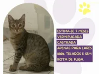 Gato ra a SRD-ViraLata idade 7 a 11 meses nome Hortelã 