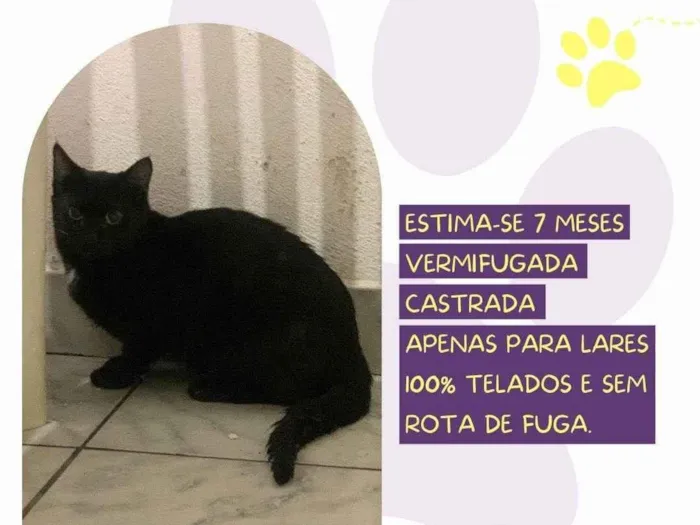 Gato ra a SRD-ViraLata idade 7 a 11 meses nome Pimenta 