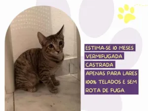 Gato raça SRD-ViraLata idade 7 a 11 meses nome Rubi