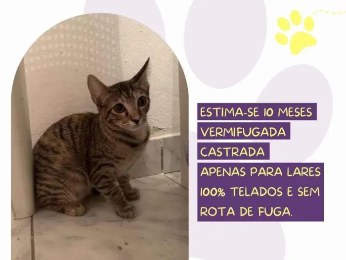 Gato raça SRD-ViraLata idade 7 a 11 meses nome Rubi