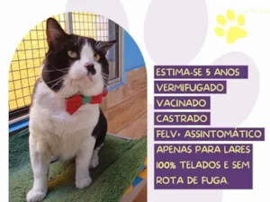 Gato raça SRD-ViraLata idade 5 anos nome Frajolão