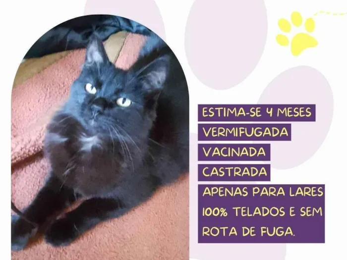 Gato raça SRD-ViraLata idade 2 a 6 meses nome Lia