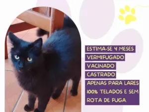 Gato raça SRD-ViraLata idade 2 a 6 meses nome Tufão 