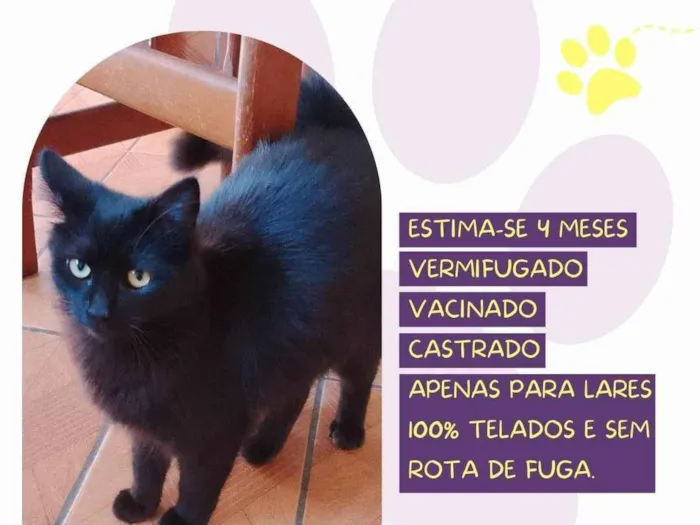 Gato raça SRD-ViraLata idade 2 a 6 meses nome Tufão 