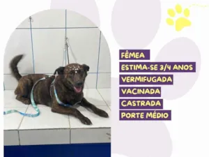 Cachorro raça SRD-ViraLata idade 4 anos nome Tigresa