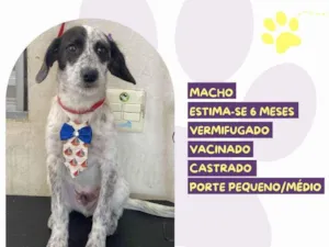 Cachorro raça SRD-ViraLata idade 7 a 11 meses nome Waffle 