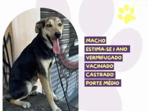 Cachorro raça SRD-ViraLata idade 1 ano nome Scooby