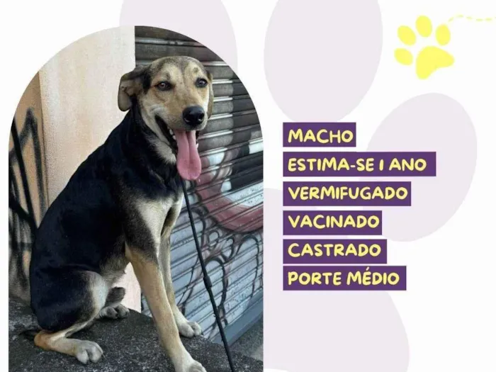 Cachorro ra a SRD-ViraLata idade 1 ano nome Scooby