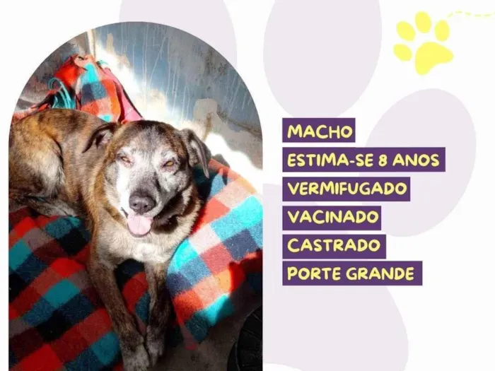 Cachorro ra a SRD-ViraLata idade 6 ou mais anos nome Sebastian