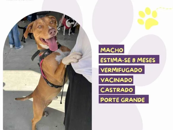 Cachorro raça Pit-Bull idade 7 a 11 meses nome Hulk