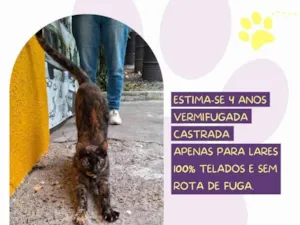 Gato raça SRD-ViraLata idade 4 anos nome Polly