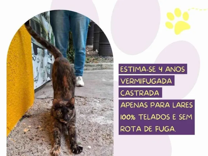 Gato ra a SRD-ViraLata idade 4 anos nome Polly