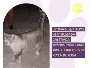 Gato raça SRD-ViraLata idade 6 ou mais anos nome Vicky