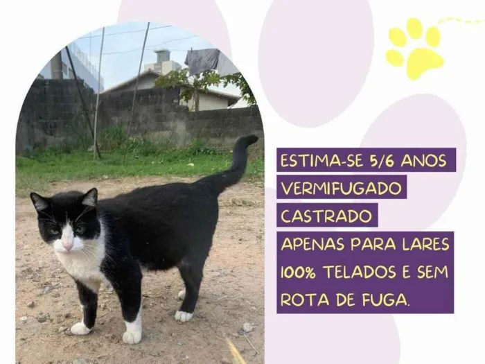 Gato ra a SRD-ViraLata idade 6 ou mais anos nome Felix 