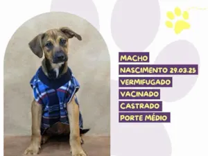 Cachorro raça SRD-ViraLata idade 7 a 11 meses nome Pope