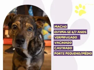 Cachorro raça SRD-ViraLata idade 6 ou mais anos nome Choco