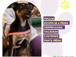 Cachorro raça SRD-ViraLata idade 2 a 6 meses nome Gabriel 