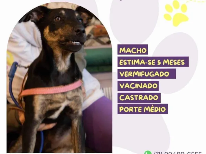 Cachorro ra a SRD-ViraLata idade 2 a 6 meses nome Gabriel 