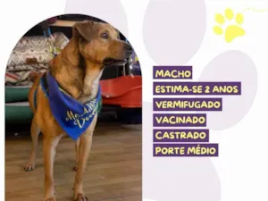 Cachorro raça SRD-ViraLata idade 2 anos nome Duke