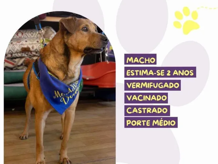 Cachorro ra a SRD-ViraLata idade 2 anos nome Duke