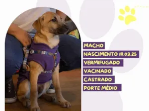 Cachorro raça SRD-ViraLata idade 7 a 11 meses nome Bartho