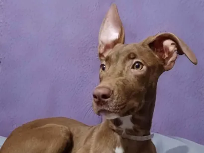 Cachorro raça SRD-ViraLata idade 2 a 6 meses nome Sully 