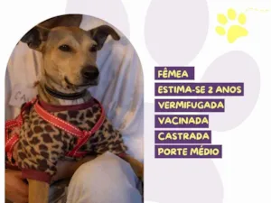 Cachorro raça SRD-ViraLata idade 2 anos nome Carmela