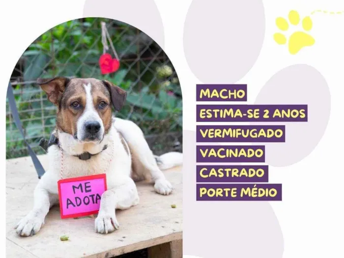 Cachorro ra a SRD-ViraLata idade 2 anos nome Tonhão 