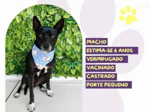 Cachorro raça SRD-ViraLata idade 6 ou mais anos nome Robert 