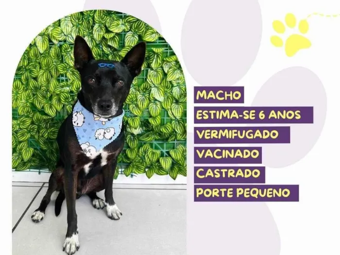 Cachorro raça SRD-ViraLata idade 6 ou mais anos nome Robert 