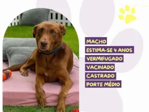 Cachorro raça SRD-ViraLata idade 4 anos nome Ferrugem 