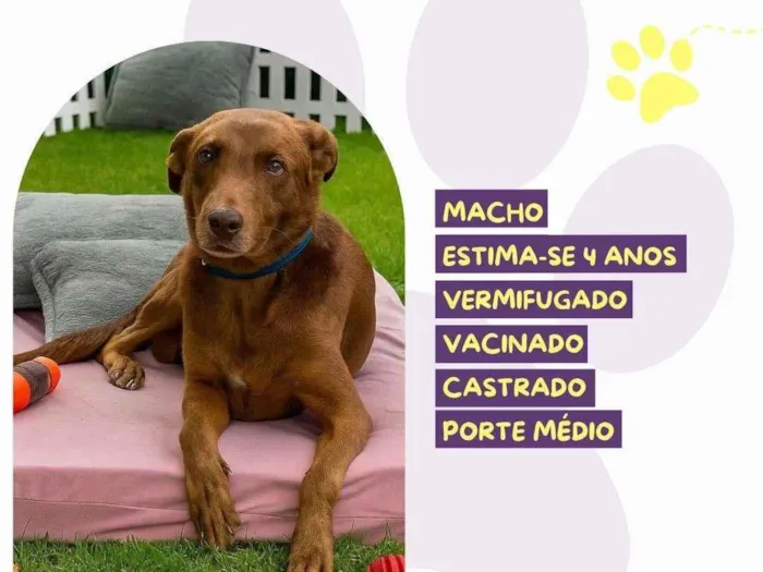 Cachorro ra a SRD-ViraLata idade 4 anos nome Ferrugem 