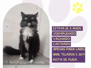 Gato raça SRD-ViraLata idade 5 anos nome Bruce