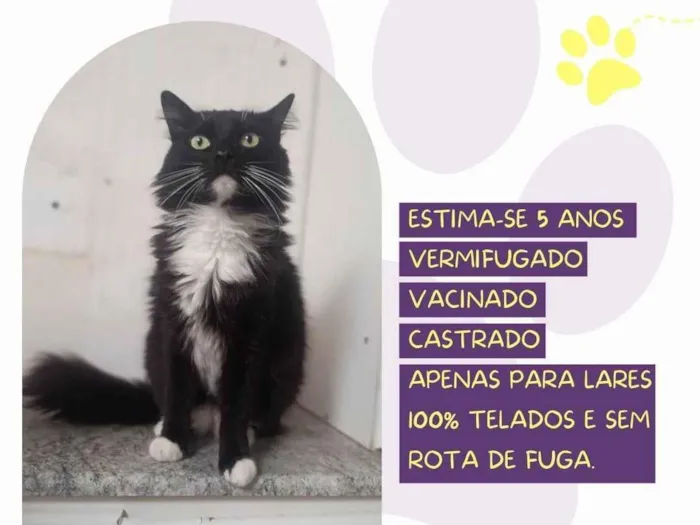 Gato ra a SRD-ViraLata idade 5 anos nome Bruce