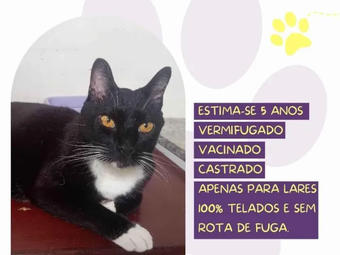 Gato ra a SRD-ViraLata idade 5 anos nome Sansão