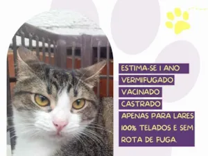 Gato raça SRD-ViraLata idade 1 ano nome Felix 