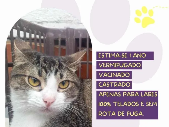 Gato ra a SRD-ViraLata idade 1 ano nome Felix 