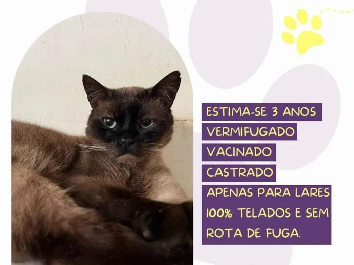 Gato ra a SRD-ViraLata idade 3 anos nome Amendoim 