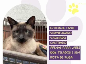 Cachorro raça SRD-ViraLata idade 1 ano nome Shiva