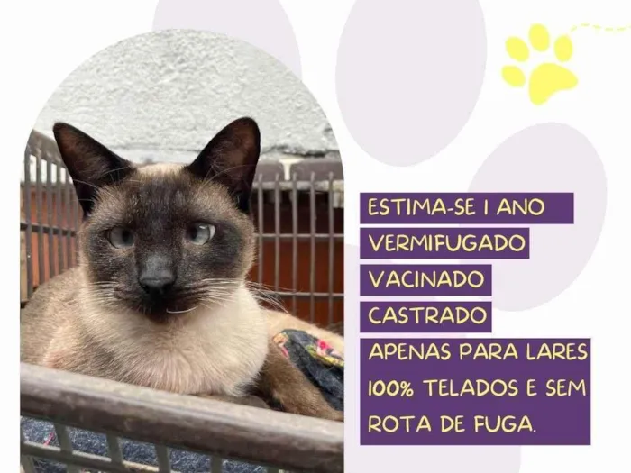 Cachorro ra a SRD-ViraLata idade 1 ano nome Shiva