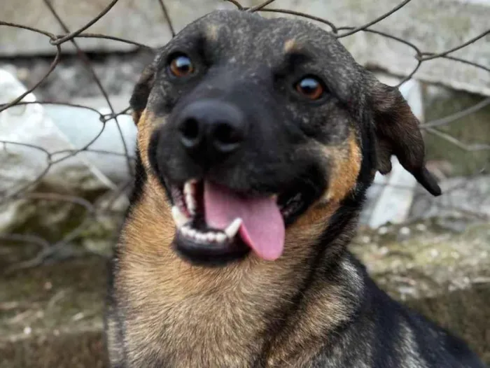 Cachorro raça SRD-ViraLata idade 3 anos nome Star