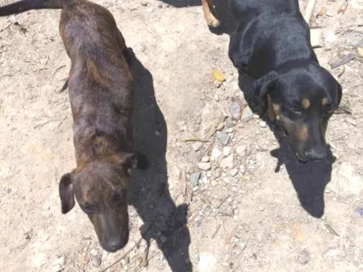 Cachorro raça Basset-Cofap idade Abaixo de 2 meses nome Angela 