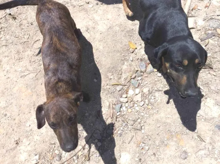 Cachorro ra a Basset-Cofap idade Abaixo de 2 meses nome Angela 