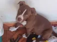 Carudo