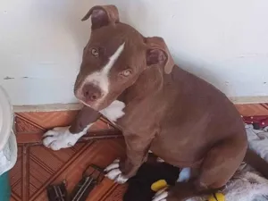 Cachorro raça Pit-Bull idade 2 a 6 meses nome Carudo
