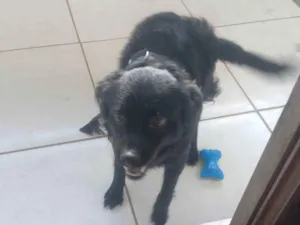 Cachorro raça SRD-ViraLata idade 1 ano nome Bonny