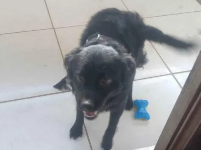 Cachorro raça SRD-ViraLata idade 1 ano nome Bonny