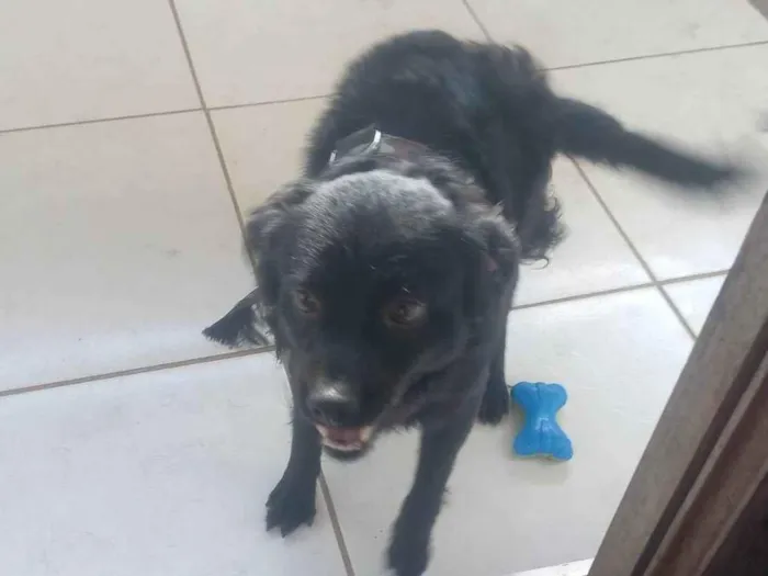 Cachorro ra a SRD-ViraLata idade 1 ano nome Bonny